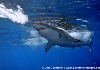 Guadalupe Great White Shark 25