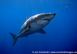 Guadalupe Great White Shark 27