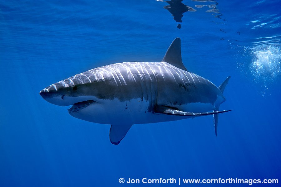 Guadalupe Great White Shark 28
