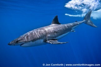 Guadalupe Great White Shark 3