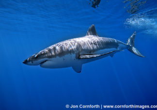 Guadalupe Great White Shark 4