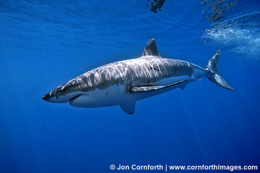 Guadalupe Great White Shark 4 Photo Picture Print Cornforth Images