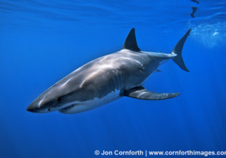Guadalupe Great White Shark 5