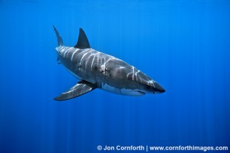 Guadalupe Great White Shark 7