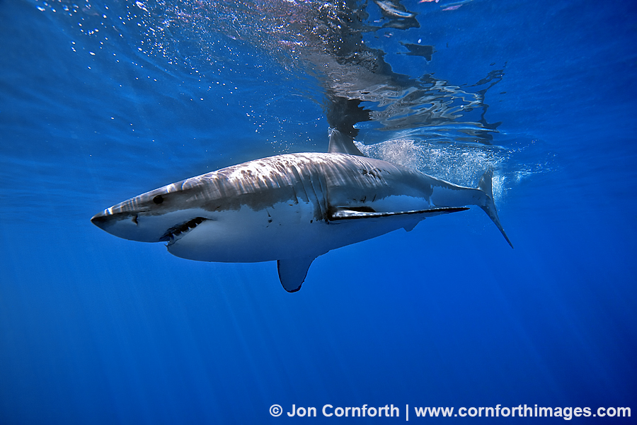 Guadalupe Great White Shark 8