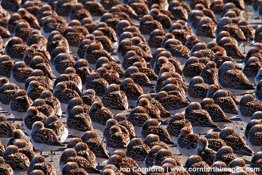 Hartney Bay Sandpipers 12