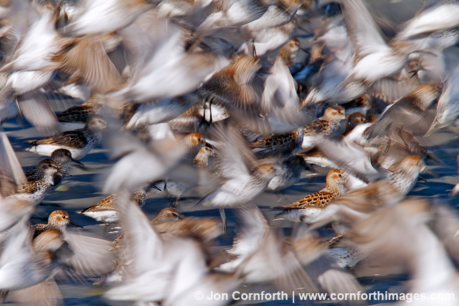 Hartney Bay Sandpipers 24