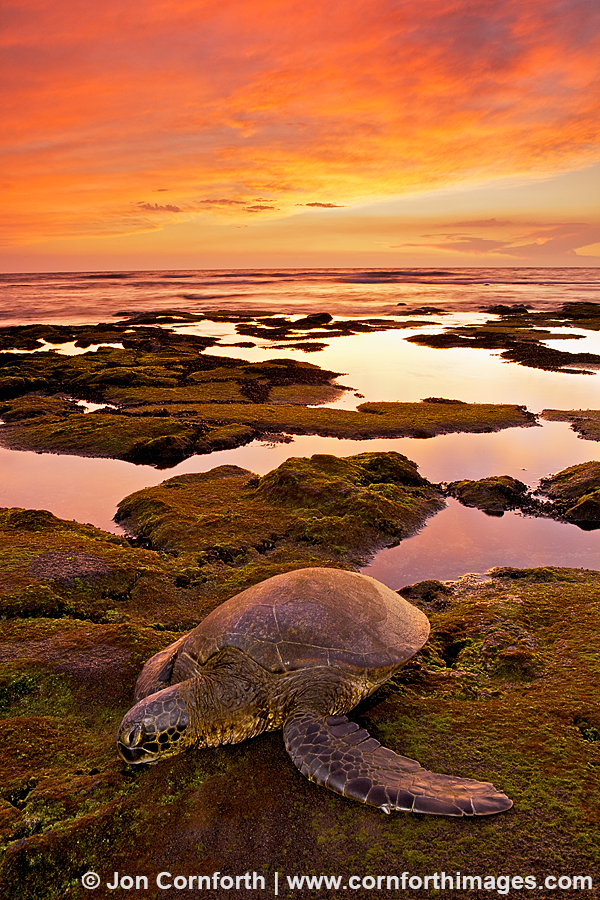Honokohau Sea Turtle Sunset 2