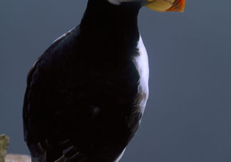 Horned Puffin 1