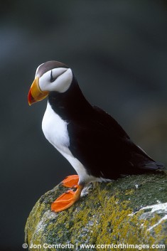 Horned Puffin 2