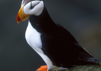 Horned Puffin 2