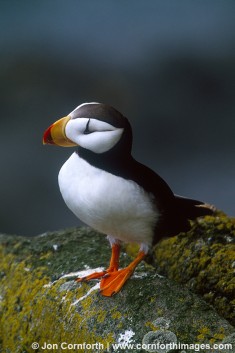 Horned Puffin 4