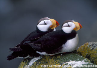 Horned Puffin Couple 1
