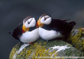 Horned Puffin Couple 2