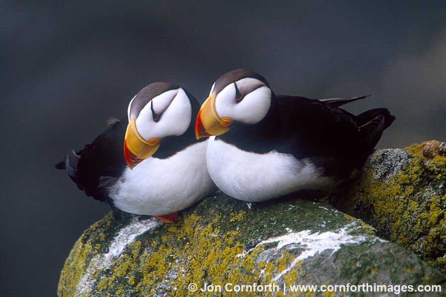 Horned Puffin Couple 2