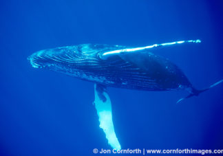 Humpback Whale 11