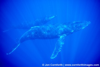 Humpback Whale 13
