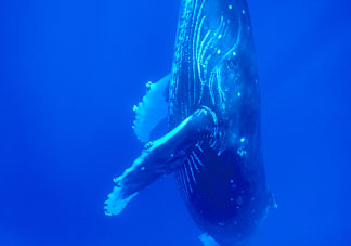 Humpback Whale 18