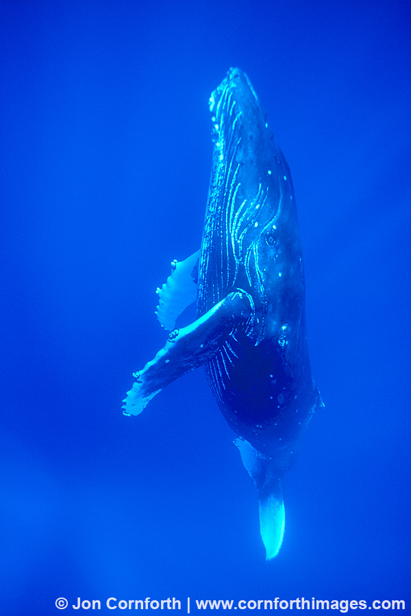Humpback Whale 18