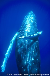 Humpback Whale 24