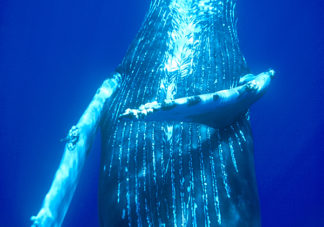Humpback Whale 24