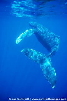 Humpback Whale 25