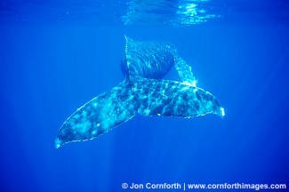 Humpback Whale 28