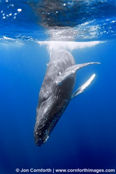 Humpback Whale 6