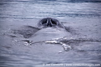 Humpback Whale Blow 11