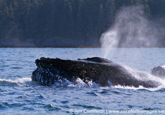 Humpback Whale Blow 22