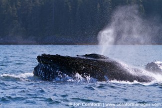 Humpback Whale Blow 22