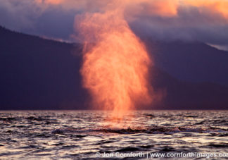 Humpback Whale Blow 24