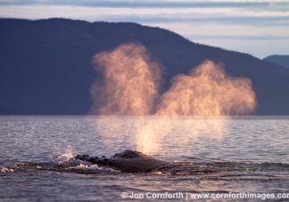 Humpback Whale Blow 31
