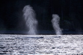Humpback Whale Blow 5