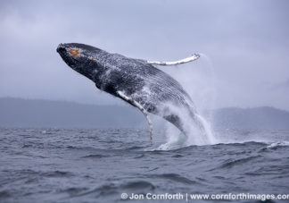 Humpback Whale Breach 1