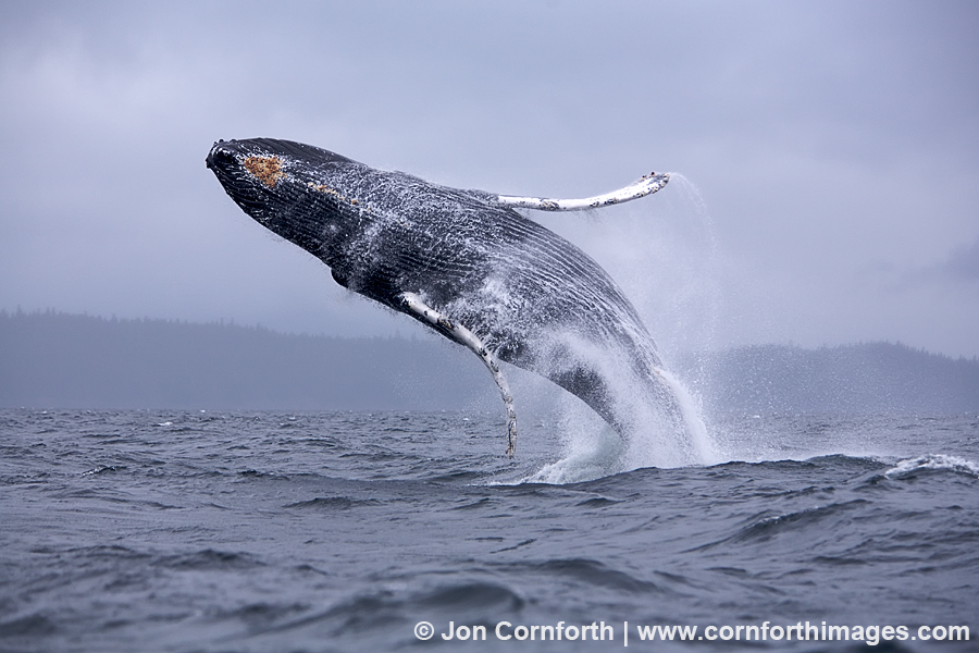 Humpback Whale Breach 1