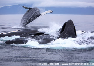 Humpback Whale Breach 10