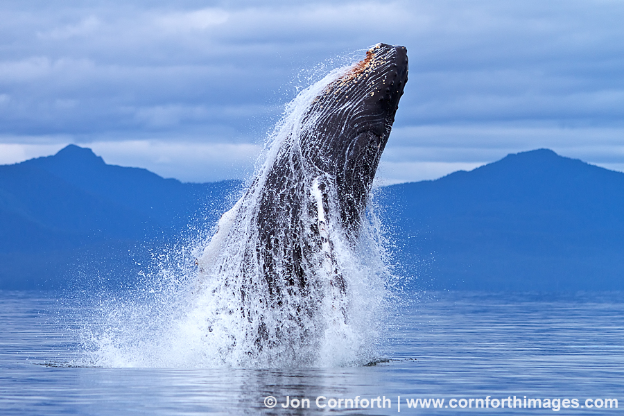 Humpback Whale Breach 100