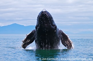 Humpback Whale Breach 101