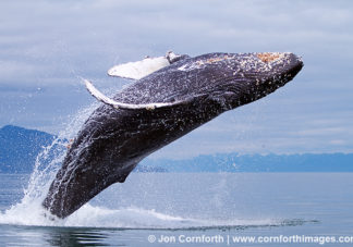 Humpback Whale Breach 103