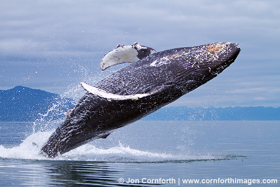 Humpback Whale Breach 104