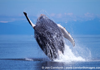 Humpback Whale Breach 105