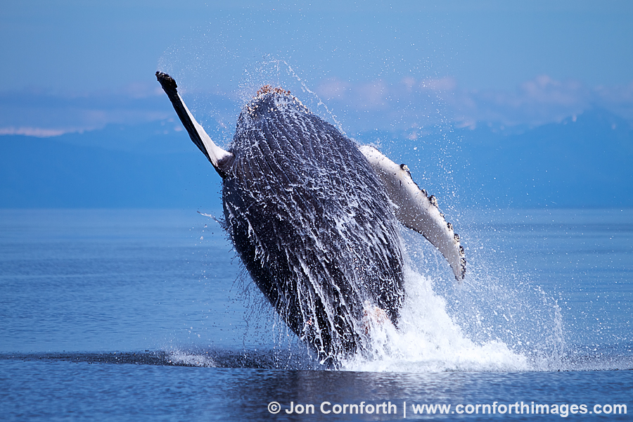 Humpback Whale Breach 105