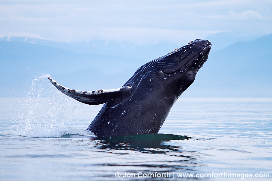 Humpback Whale Breach 106