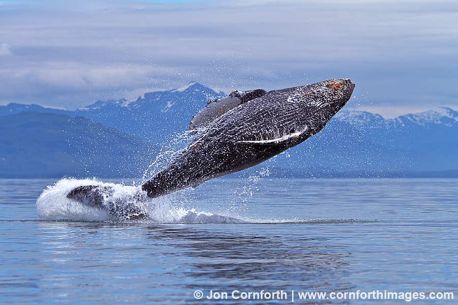 Humpback Whale Breach 108