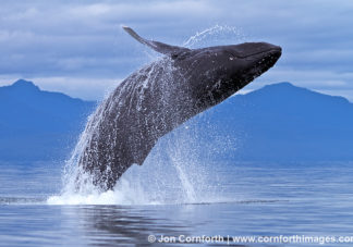 Humpback Whale Breach 112