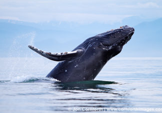 Humpback Whale Breach 115