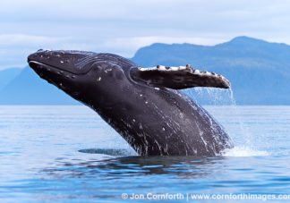 Humpback Whale Breach 117