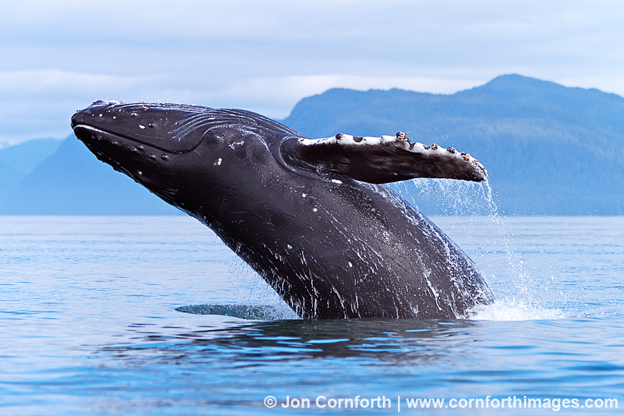 Humpback Whale Breach 117