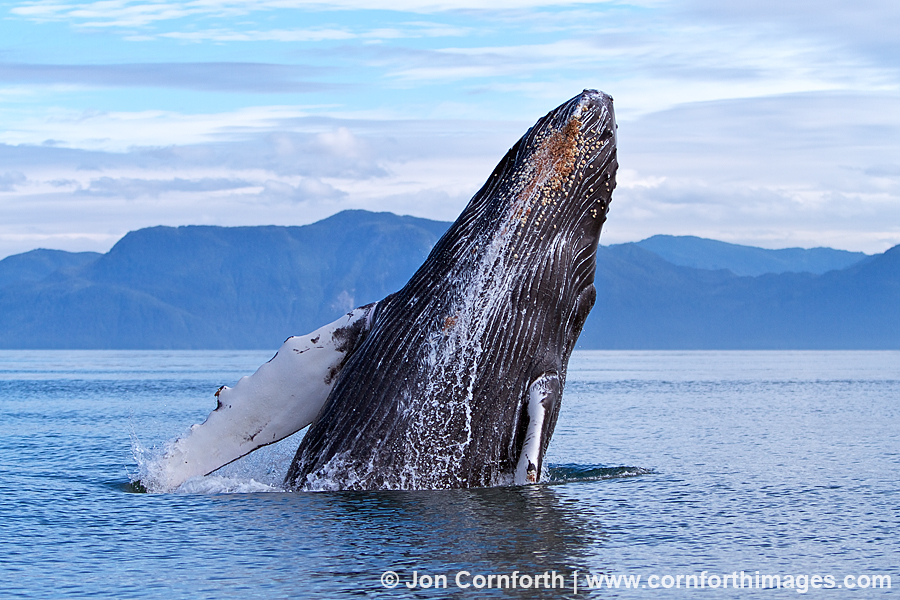 Humpback Whale Breach 118